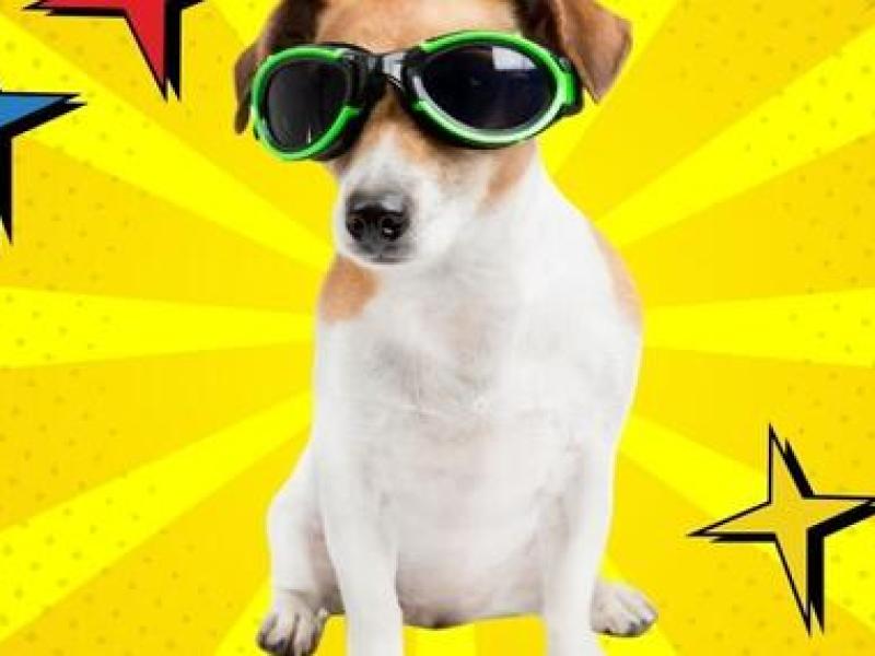 Hund med solbriller