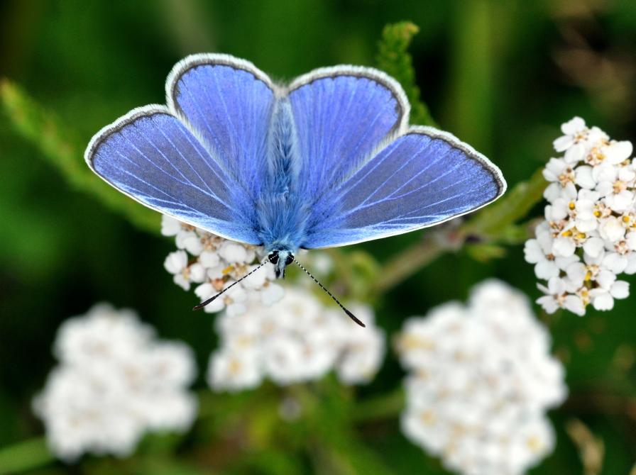 Almindelig blaafugl
